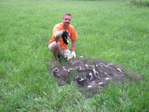 suburban wildlife control removing 12 skunks in one day